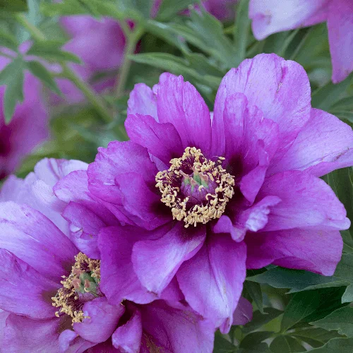 Цветы пастелью