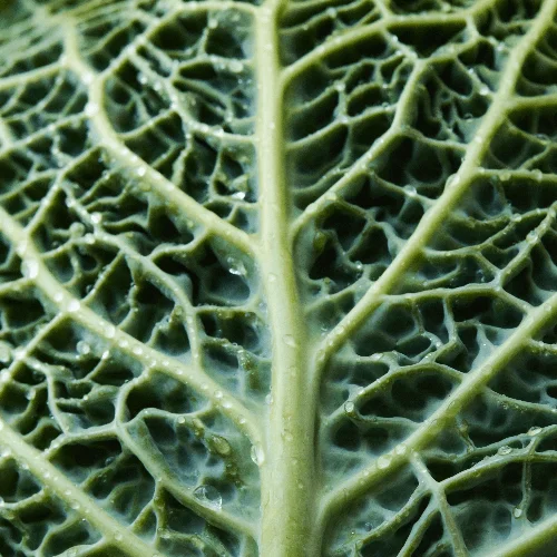 Рисуем капусту акварелью