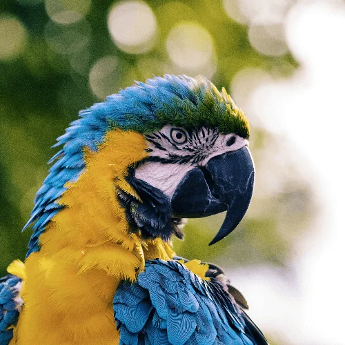 Натюрморт с попугаем