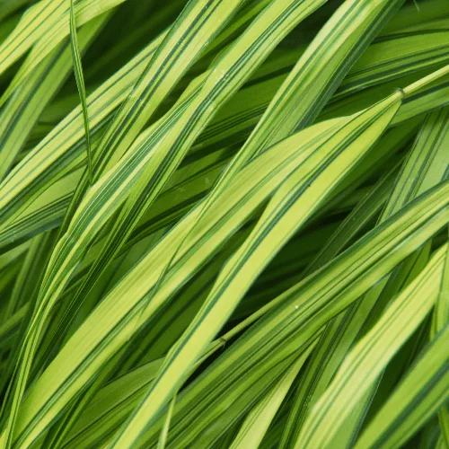 Фитодизайн