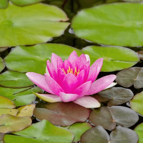 Прогноз 2026 - ваш маршрут удачи