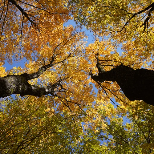 Секреты осенней палитры