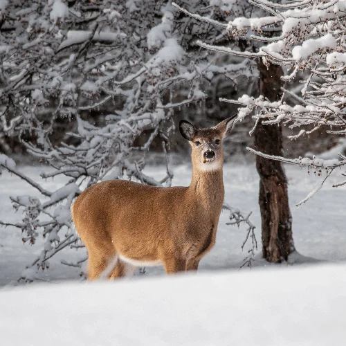 Новогодняя милота. Марафон по этюдам