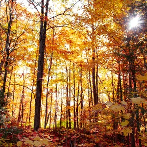 Как нарисовать деревья