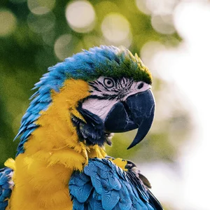 Натюрморт с попугаем